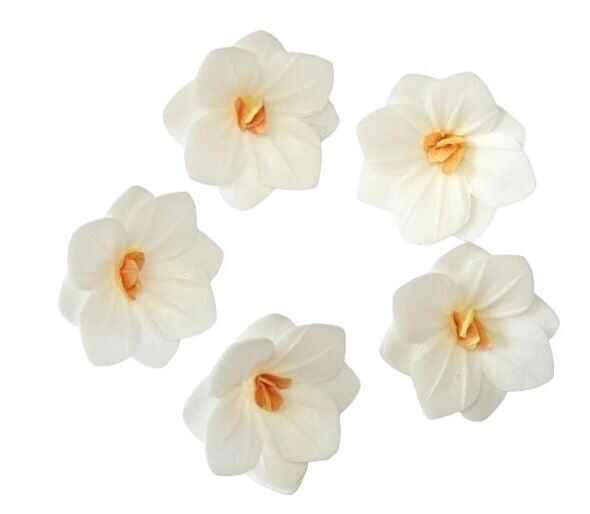 Balta vaflinė hortenzija  3,7 cm. 1vnt