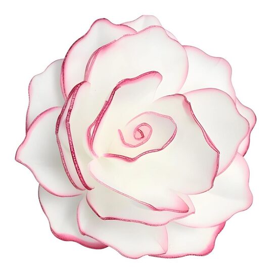 Vaflinė rožė - balta su rožiniais krašteliais 12,5cm