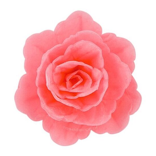 Rožinė kiniška rožė, 4,5 cm - 1vnt.