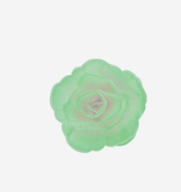 Šviesiai žalia kiniška rožė, 4,5 cm - 1vnt.