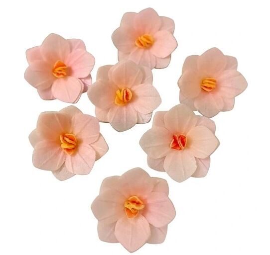 Kreminė vaflinė hortenzija  3,7 cm. 1vnt