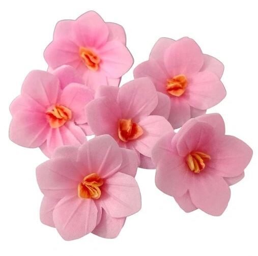 Rožinė vaflinė hortenzija  3,7 cm. 1vnt