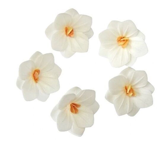 Balta vaflinė hortenzija  3,7 cm. 1vnt